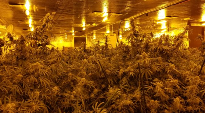 Cuban Nationals Busted for Big Illegal Pot Grow